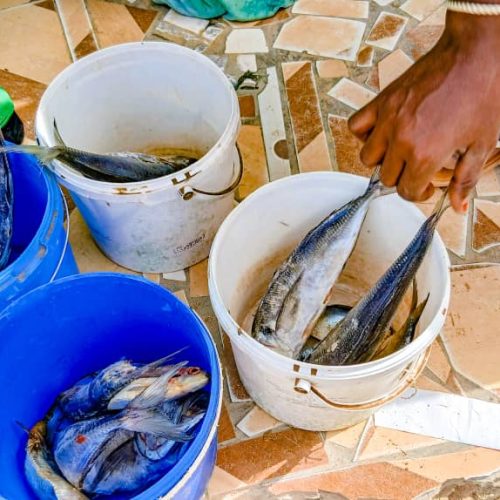 Rédaction du rapport annuel 2024 de la SNDP